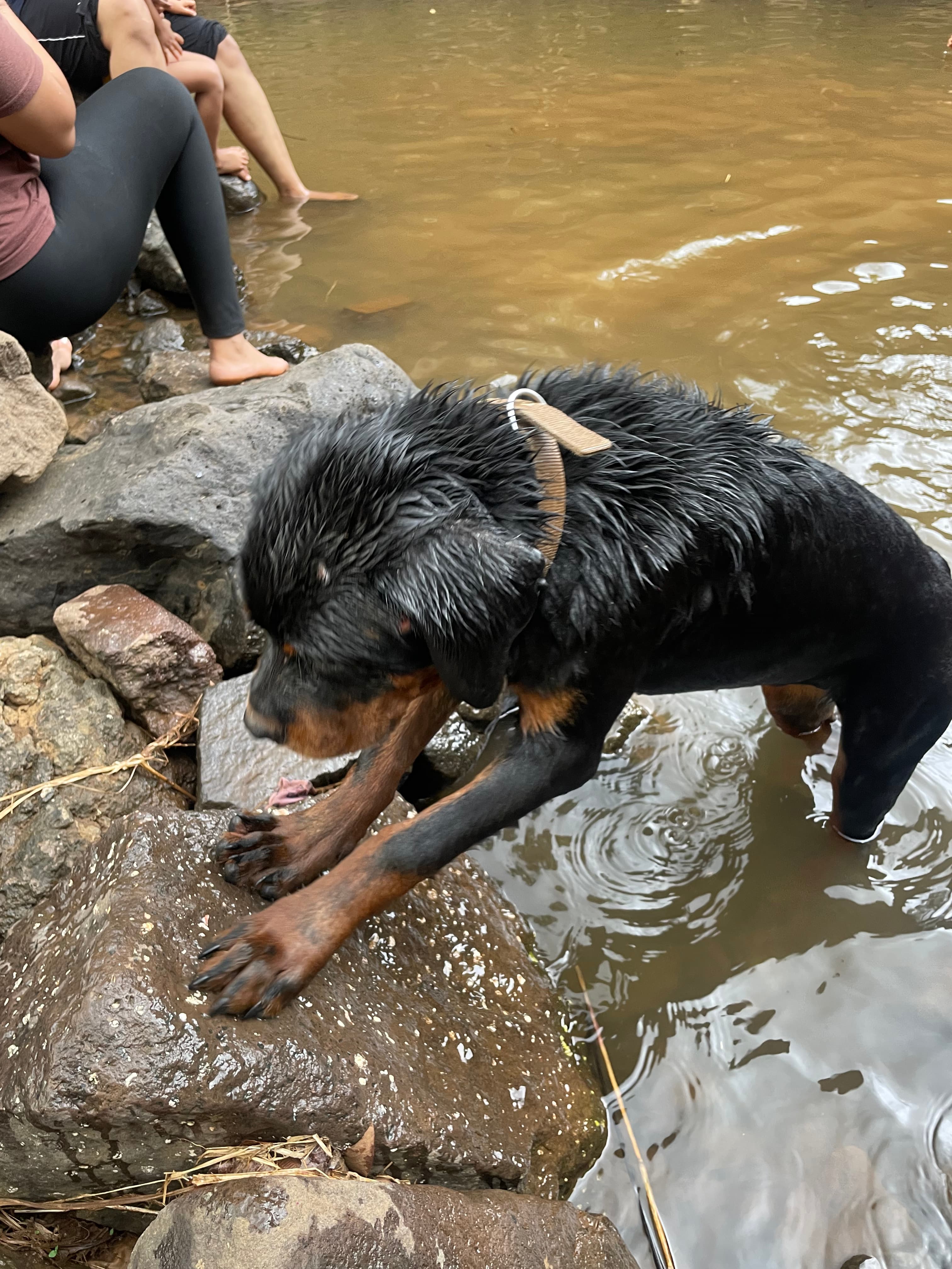 Playful pet at Kefi Villa