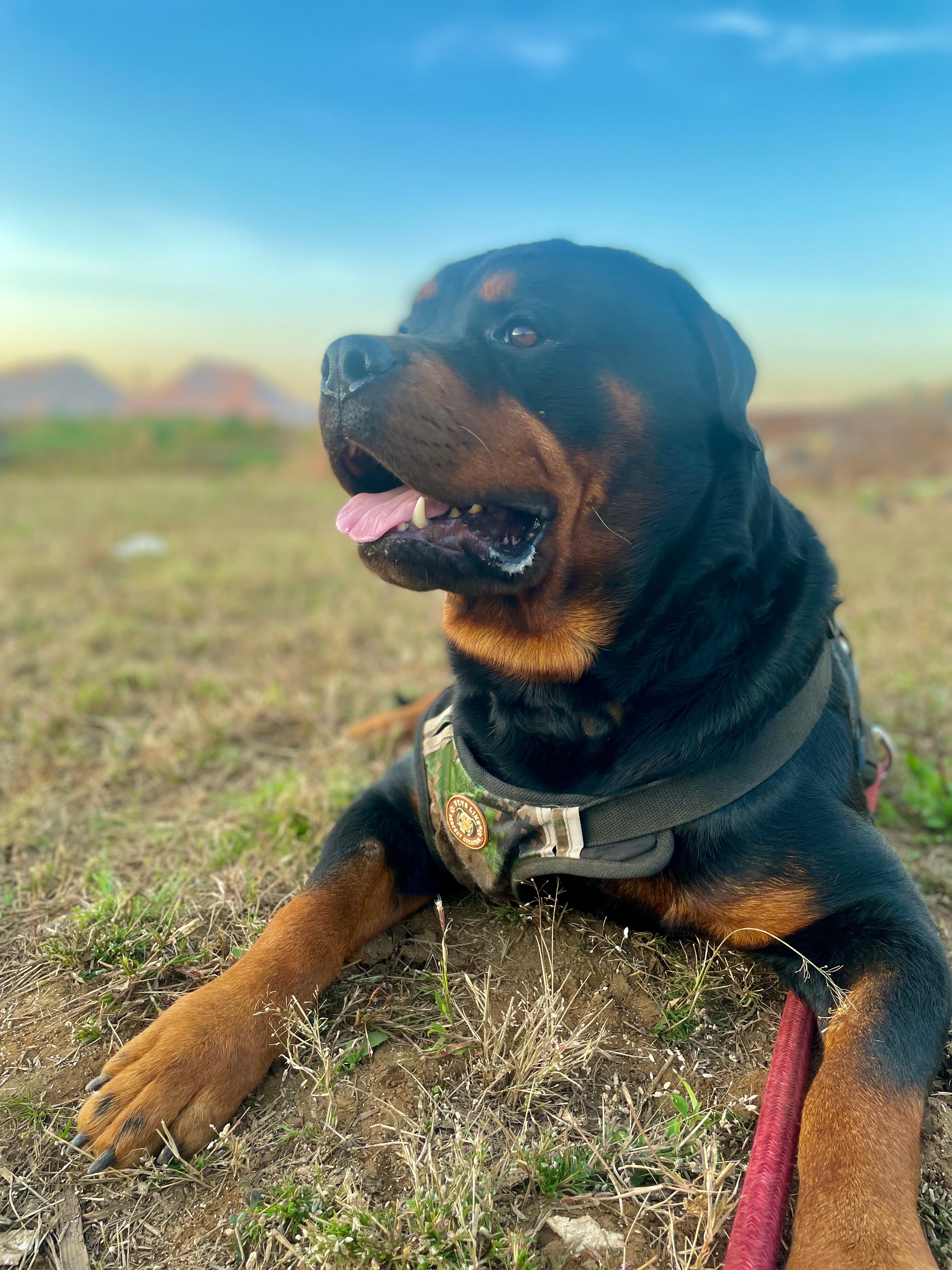 Companion animal at the farm